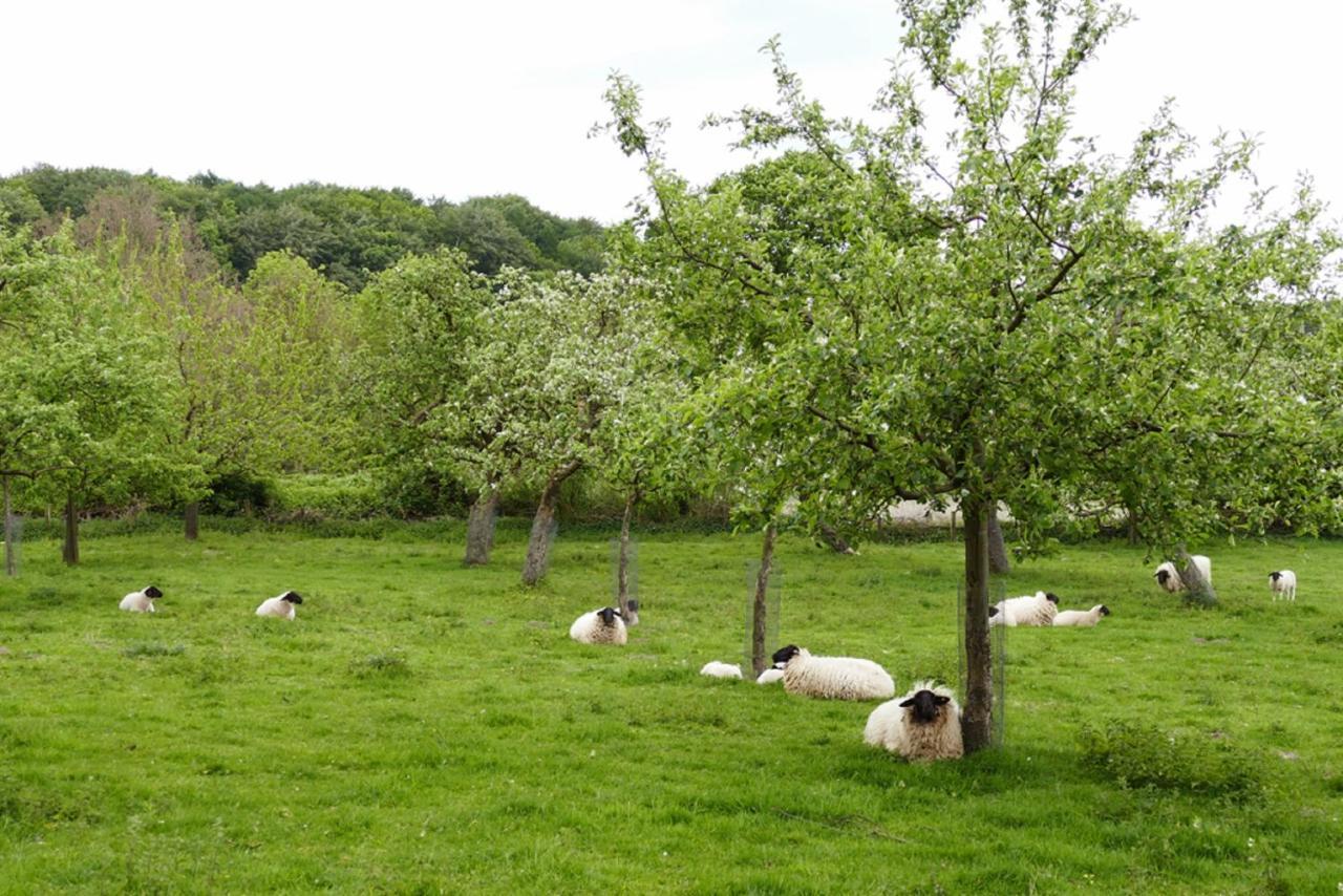 Ferienwohnung an der Obstwiese Borgholzhausen Exterior foto